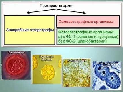 Какое питание у прокариот