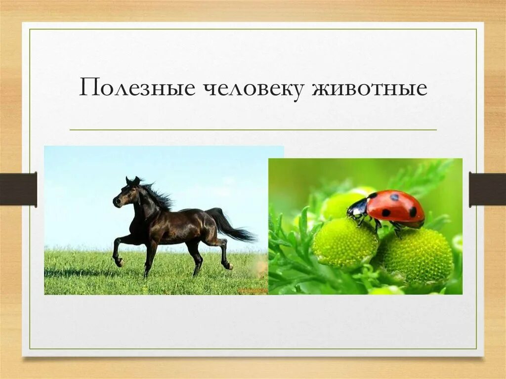 Бык и теленок. Полезные живот. Еда для собак. Полезные живот. Собака.