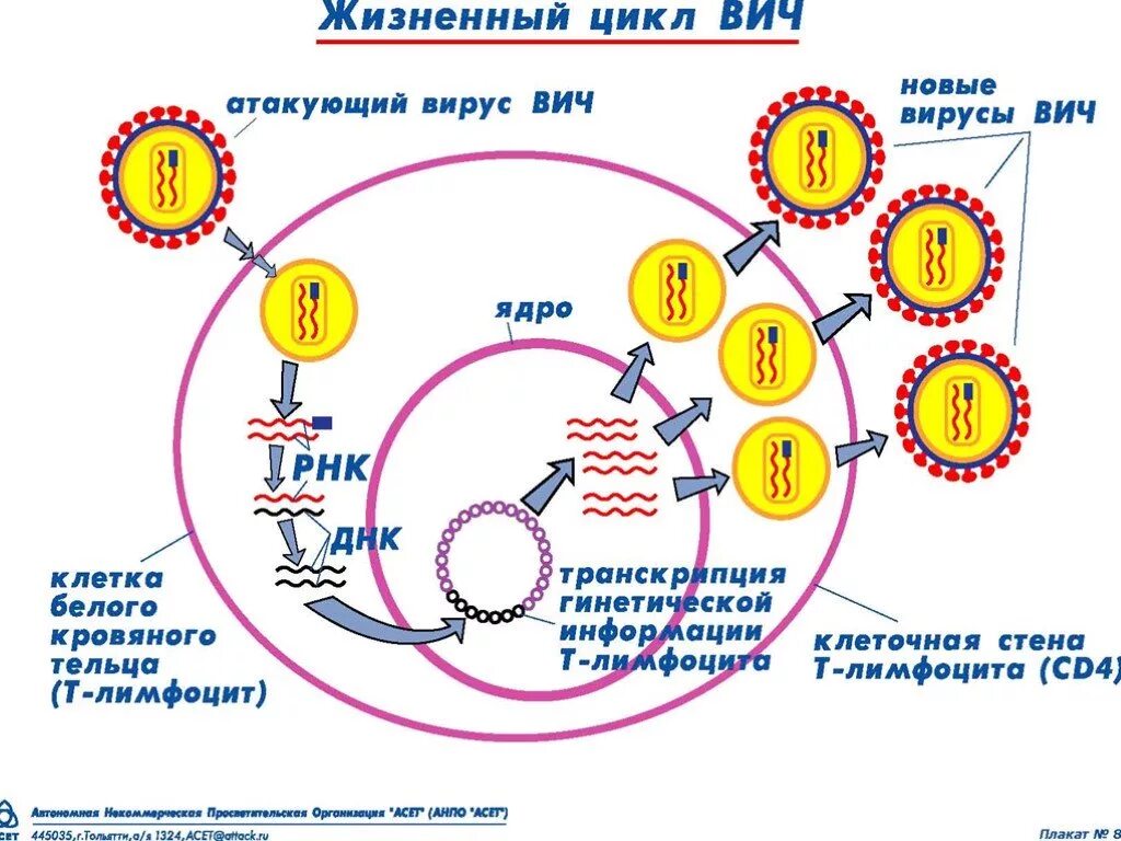 Развитие вич инфекции. Этапы жизненного цикла вируса иммунодефицита человека. Стадии цикла развития вируса ВИЧ. Строение вируса ВИЧ И жизненный цикл. Жизненный цикл ВИЧ инфекции схема.