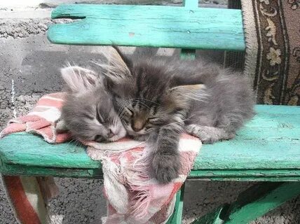 Гладила кота на дороге и не заметила