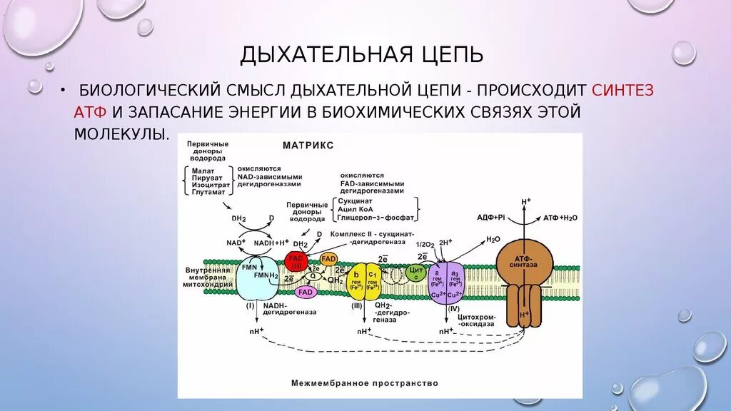 Перемещается углекислый газ из митохондрий в атмосферу. Дыхательная цепь схема строения. Синтез АТФ электронно транспортная цепь. Дыхательная цепь биохимия АТФ. Электрон-транспортная цепь митохондрий.