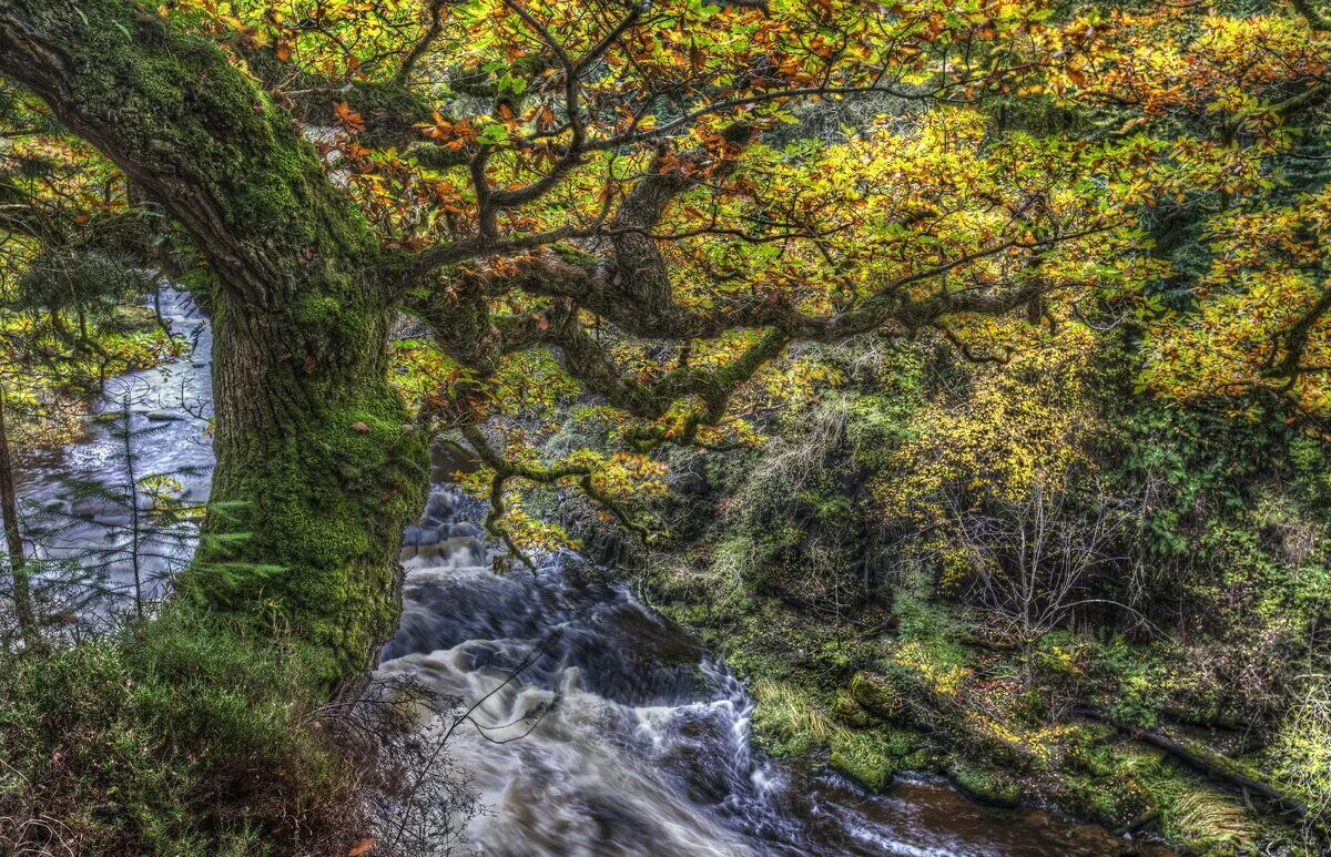 Scotland nature reserves. Каледонский лес Шотландия. Лес Вереск ручей Шотландия. Клайд Вэлли Вудлендс. Природа Шотландии Клайд река.