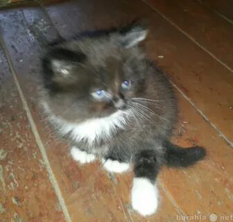 Авито отдам даром животные