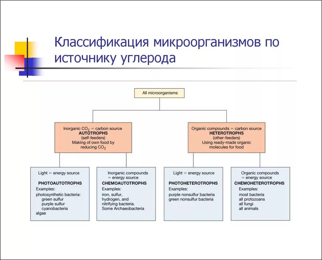 Источник микроорганизмов