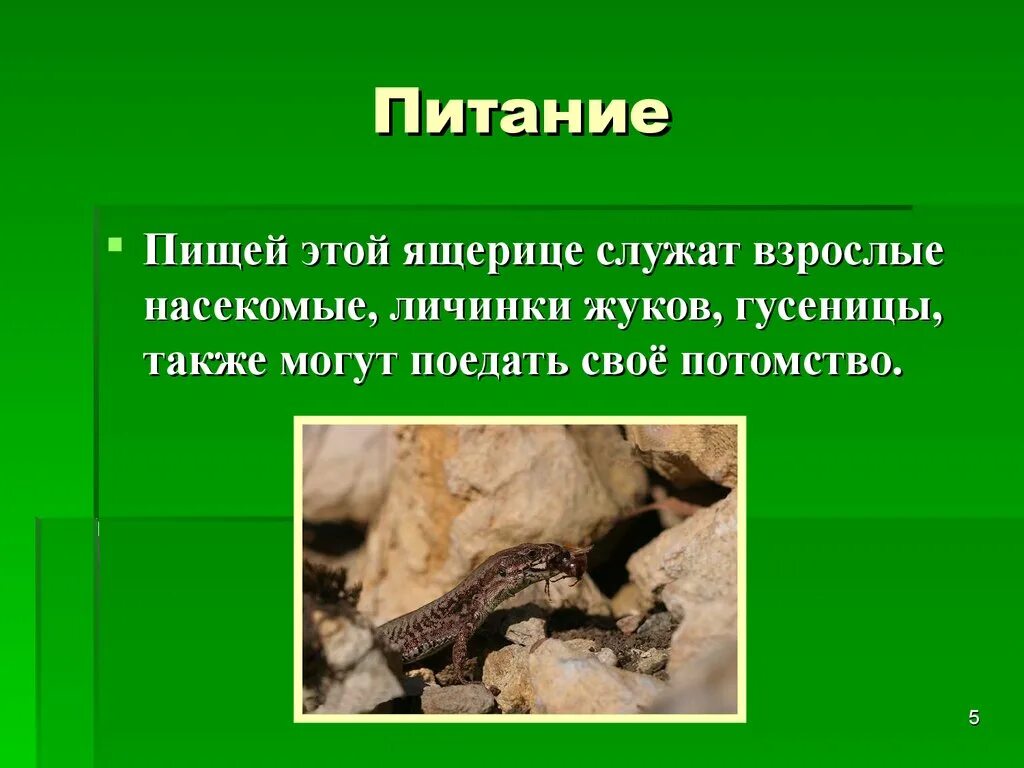 Тип развития прыткой ящерицы. Ящерица прыткая питание. прыткая ящерица продолжительность жизни. прыткая ящерица этапы развития.