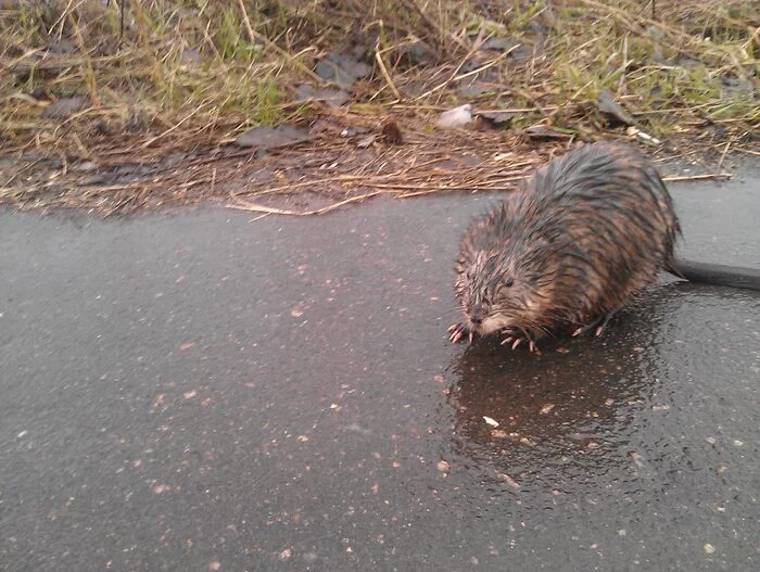 Мокрая крыса. Мокрая крыса. Мокрая крыса. Мокрая крыса. Мокрый мышонок.