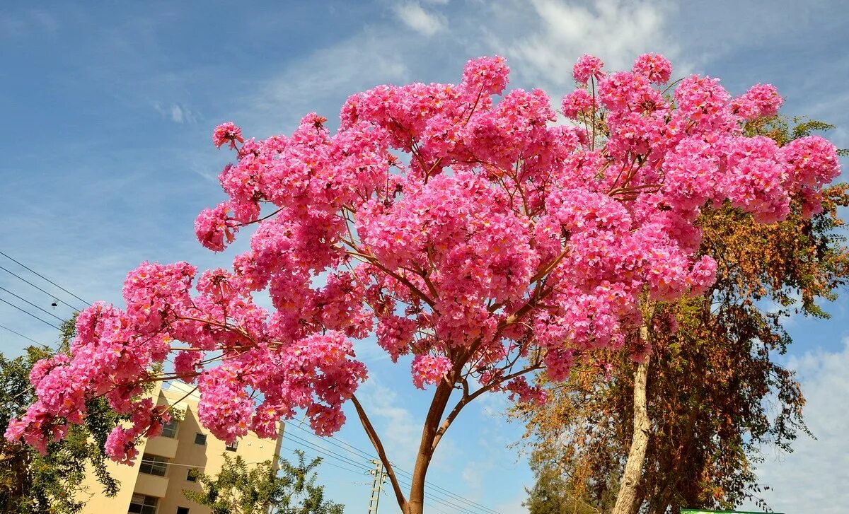 Цветущие деревья фото с названиями. Табебуйя дерево. Муравьиное дерево табебуйя. Золотистая табебуйя Парагвай. Цветок табебуйя.