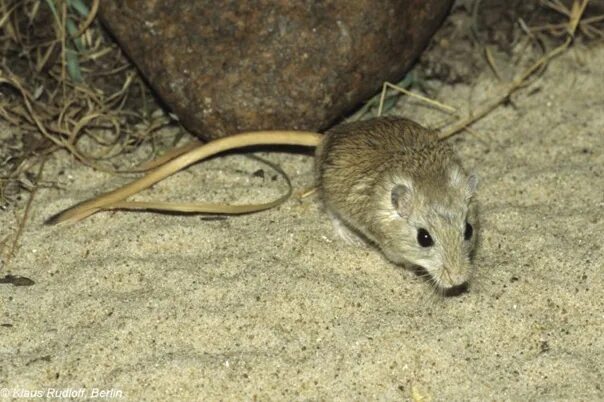 Костяные поля песчанка. Meriones Meridianus. Полуденная Песчанка. Песчанка млекопитающее. Средняя Сибирь Песчанка Полуденная – Meriones Meridianus Pallas, 1773.