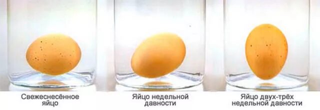 Тухлое ли яйцо. Яйцо свежеснесенное. Яйцо вертикально в воде. Яйцо недельной давности. Яйца стоят в воде.