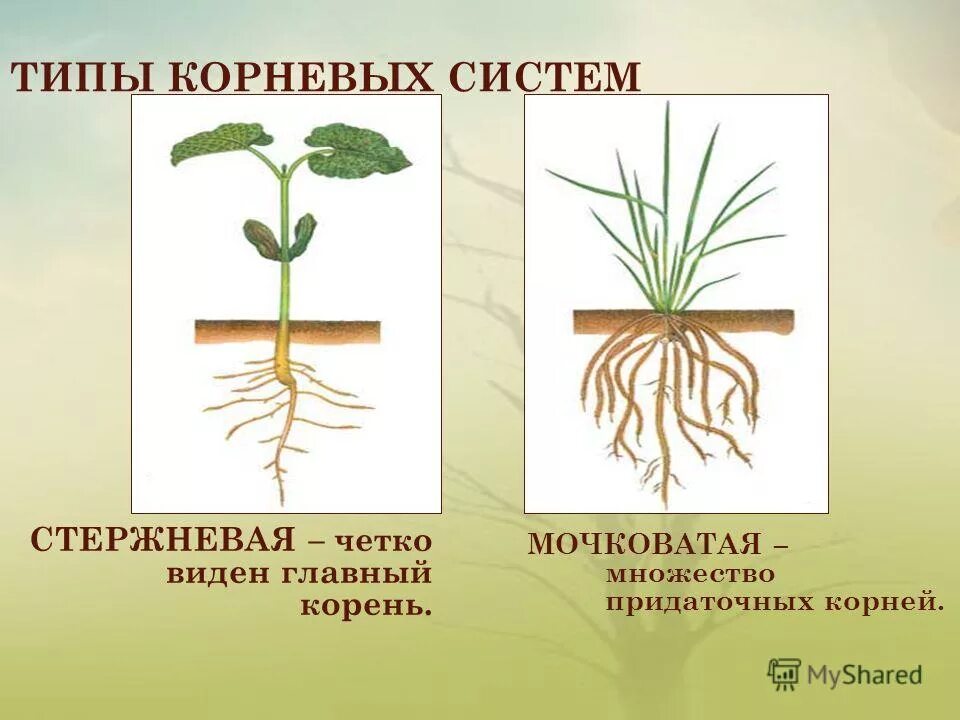 Особенности стержневой корневой. Типы корневых систем. Корневая система стержневого типа. Типы корневых систем стержневая и мочковатая. Растения со стержневой системой.