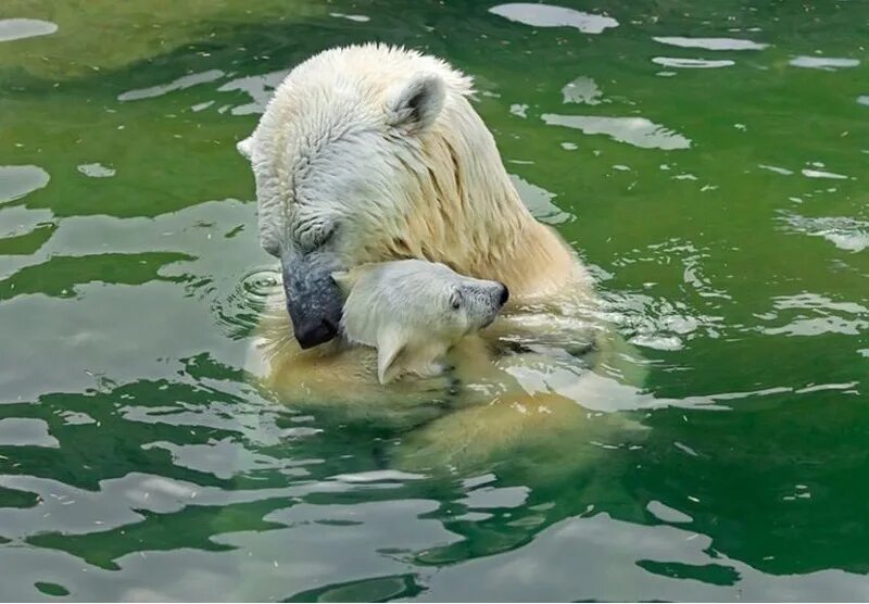 Медведица с медвежатами. Кошка умывается. Белочка умывается. Обезьянка умывается. Животные умываются.