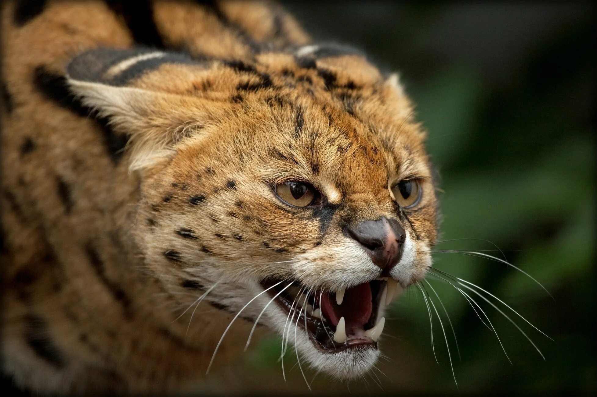 Predator animals. «Сервал». Сервал и Рысь. Сервал и гепард. Кошка Рысь сервал.