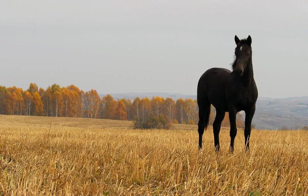 фриз фризская лошадь. фризская лошадь гнедая. вороная масть лошади. фриз фризская лошадь. черный конь стоит.