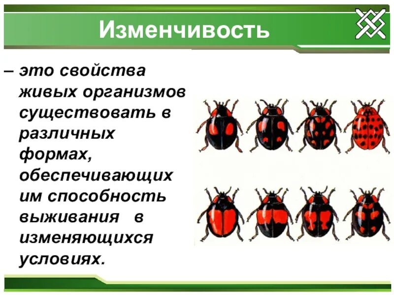 Изменчивость. Изменчивость организмов. Свойства изменчивости. Изменчивость свойство живого. Существует наследственная изменчивость