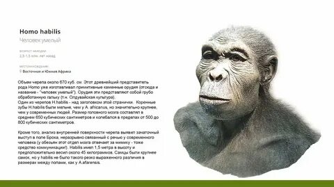 Представитель homo