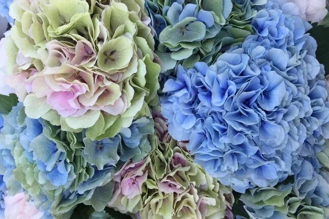 Срез гортензии. Срез гортензии. Срез гортензии. Срез гортензии. Срез гортензии.