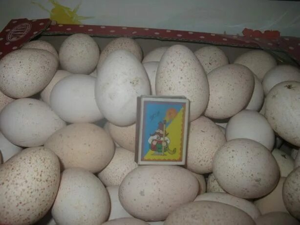 Куплю биг 6 яиц. Яйцо индюка Биг 6. Инкубационное яйцо Биг 6. Размер яиц индюшек. Размер инкубационного яйца индюка биг6.
