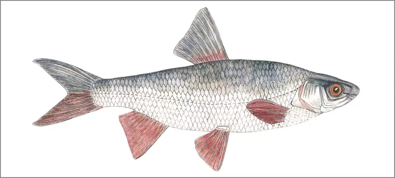 реальная рыбалка колхидский подуст. волжский подуст реальная рыбалка. арапайма вес. реальная рыбалка колхидский подуст. подуст реальная рыбалка.