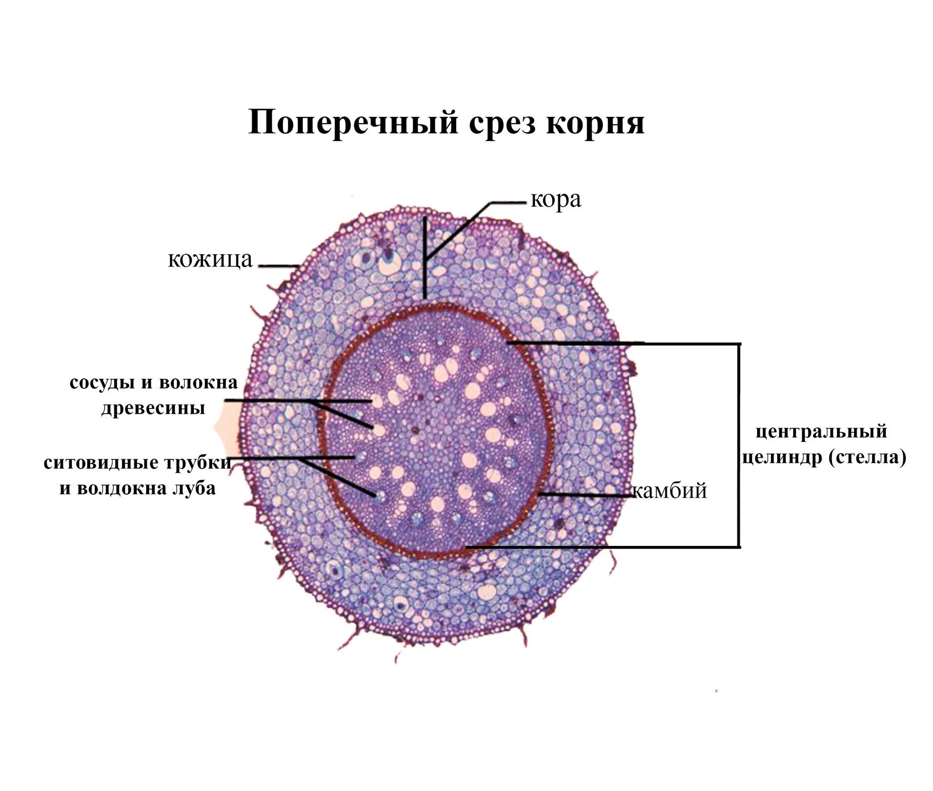 Срез последних без среза последних. Срез последних без среза последних. Перидерма среза бузины. Срез последних без среза последних. Гинкго поперечный срез.