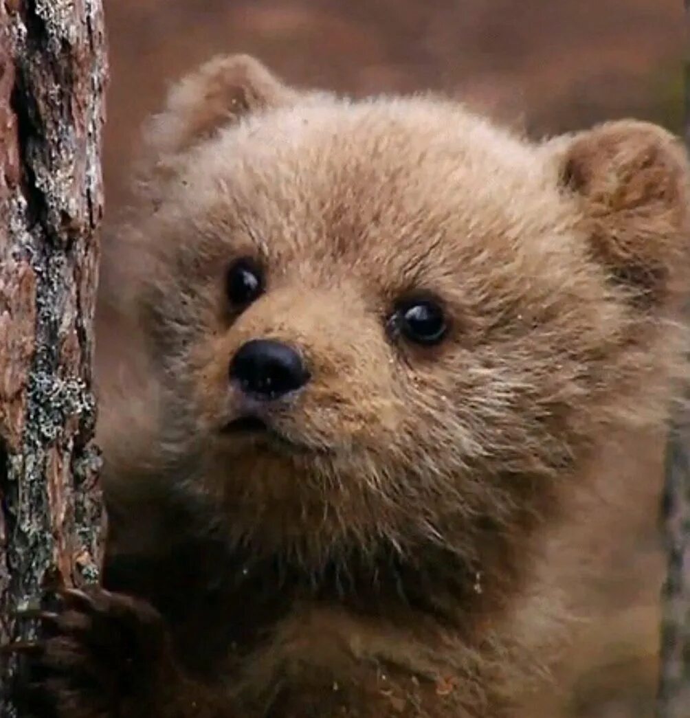 маленькие медвежата очень забавны. маленькие медвежата очень забавны. медвежонок кувыркается. маленькие медвежата очень забавны. милые маленькие медвежата.