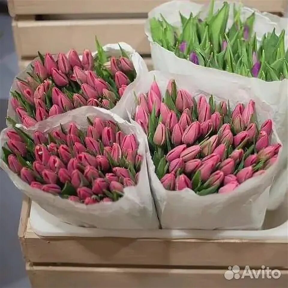 Первоцветы крокусы. Тюльпаны оптом. Тюльпаны оптом к 8. Тюльпаны оптом. Тюльпаны оптом к 8.