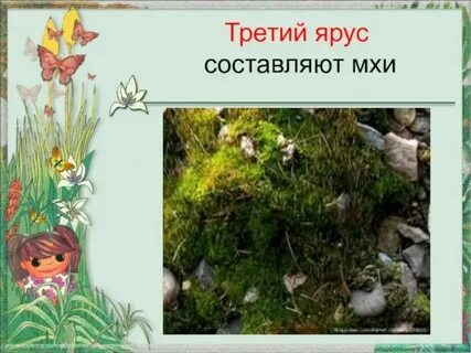 Луг и его обитатели 2 класс