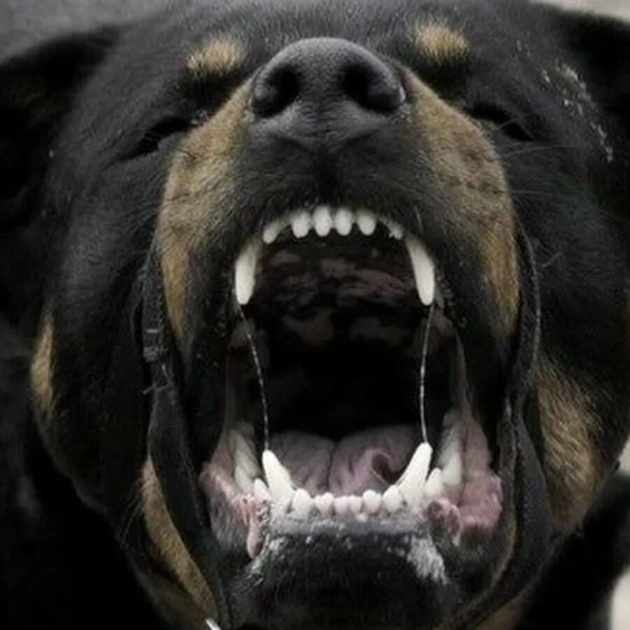 Сучья пасть. Ротвейлер лает. Сучья пасть. Злой черный лабрадор. Собака повторяет.