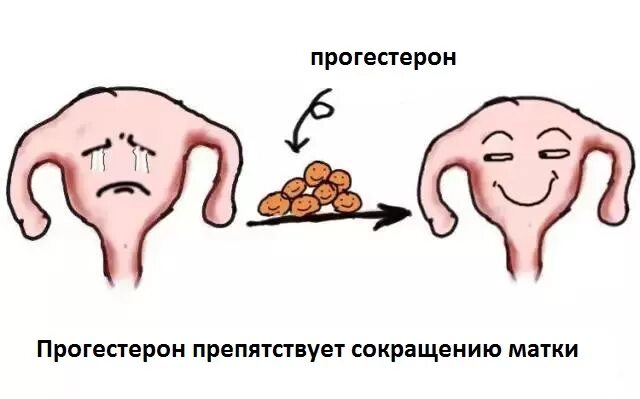 Гормон влияющий на матку