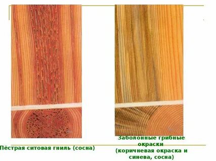 Дефекты ели