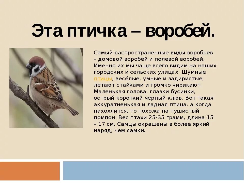 Рассказ про воробья окруж мир 2 класс. Рассказ про воробья 1 класс. Доклад про воробья. Описание воробья.