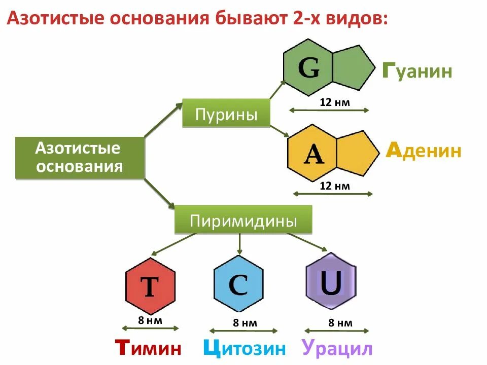 В состав нуклеотида входит азотистое основание. Структура ДНК азотистые основания. Азотистые основания ДНК формулы. Пуриновые азотистые основания ДНК. 4 Азотистых основания ДНК.