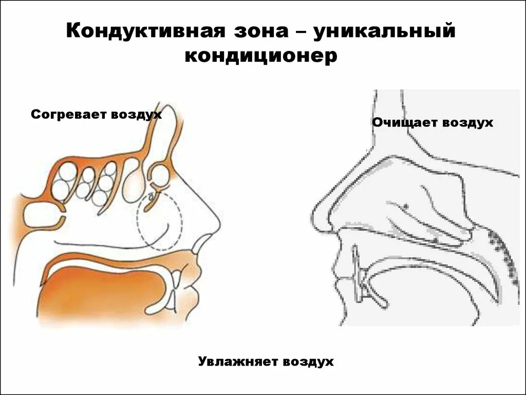 Воздух очищается согревается. Кондуктивная зона. Кондуктивная зона легких. Кондуктивная и транзиторная зоны. Понятие о кондуктивной и транзиторной зонах.