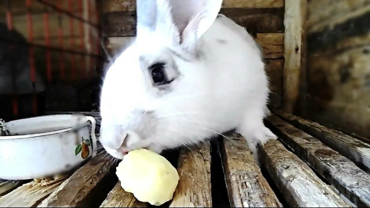 Кормовой кролик. Кормление кроликов. Кролик с картофелем. Кролик ест картошку.