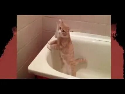Видео стоящего кота