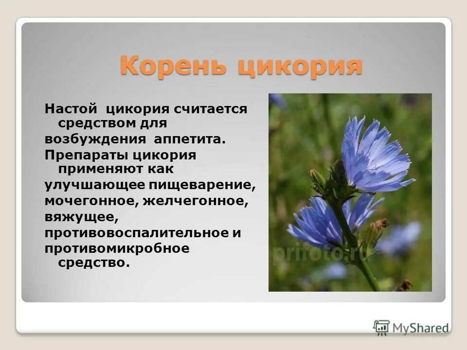 чем полезен корень цикория. цикорий аллерген. в цикории есть глютен. цикорий гранулированный. содержание кофеина в цикории.