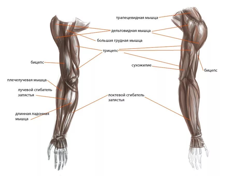 Стороны предплечья. Мышцы руки анатомия человека. Как называются мышцы на руках. Анатомия руки человека мышцы и связки. Анатомия человека рука от плеча до кисти мышцы.
