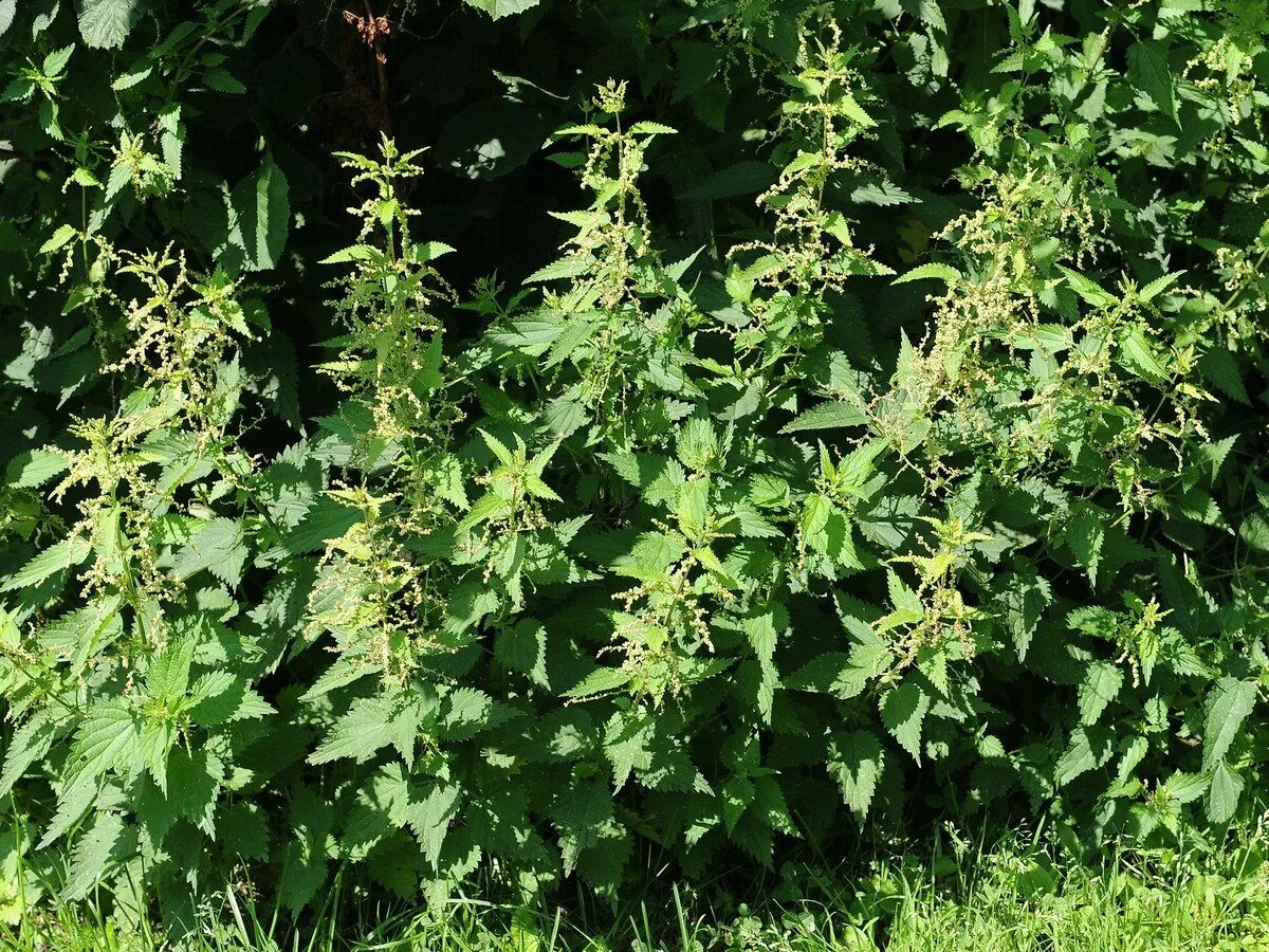 Сорняки бывают. Крапива двудомная (Urtica dioica). Яртук сорняк. Сорняк бурьян. Крапива и бурьян.