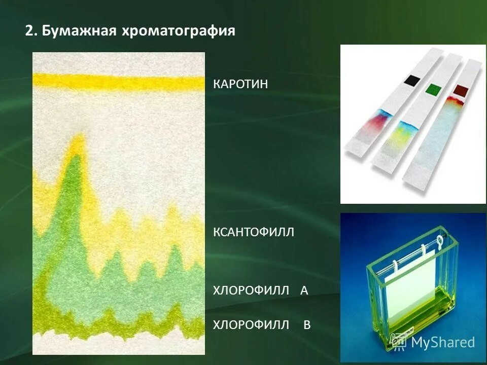 Разделение пигментов листа метод. Бумажная хроматография хлорофилла. Хроматография пигментов листа. Разделение хлорофилла методом хроматографии. Разделение пигментов листа методом хроматографии.