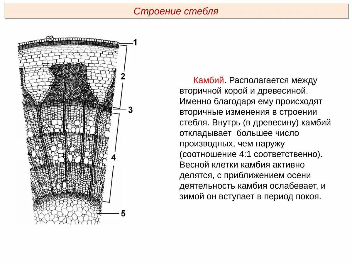 Какую функцию выполняет пробка стебля растений. Внутреннее строение стебля камбий. камбий древесина строение ткань. строение камбий стебля ткань. вторичная кора древесного стебля.