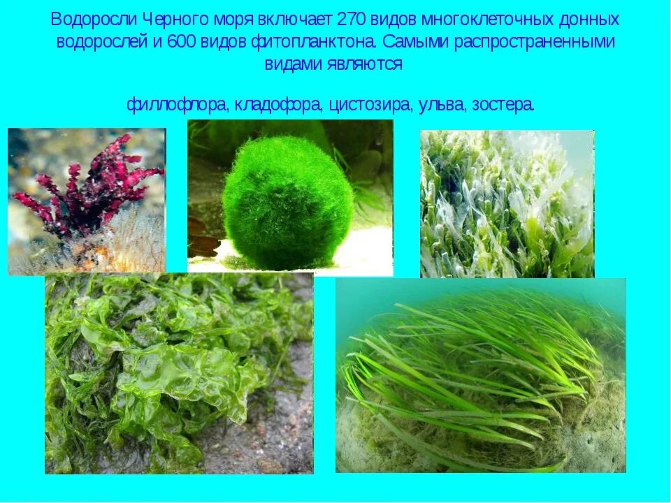 Растения класса водоросли. Хлорофиты водоросли. видовое название водорослей. водоросли видовое название растения. самые распространенные водоросли.