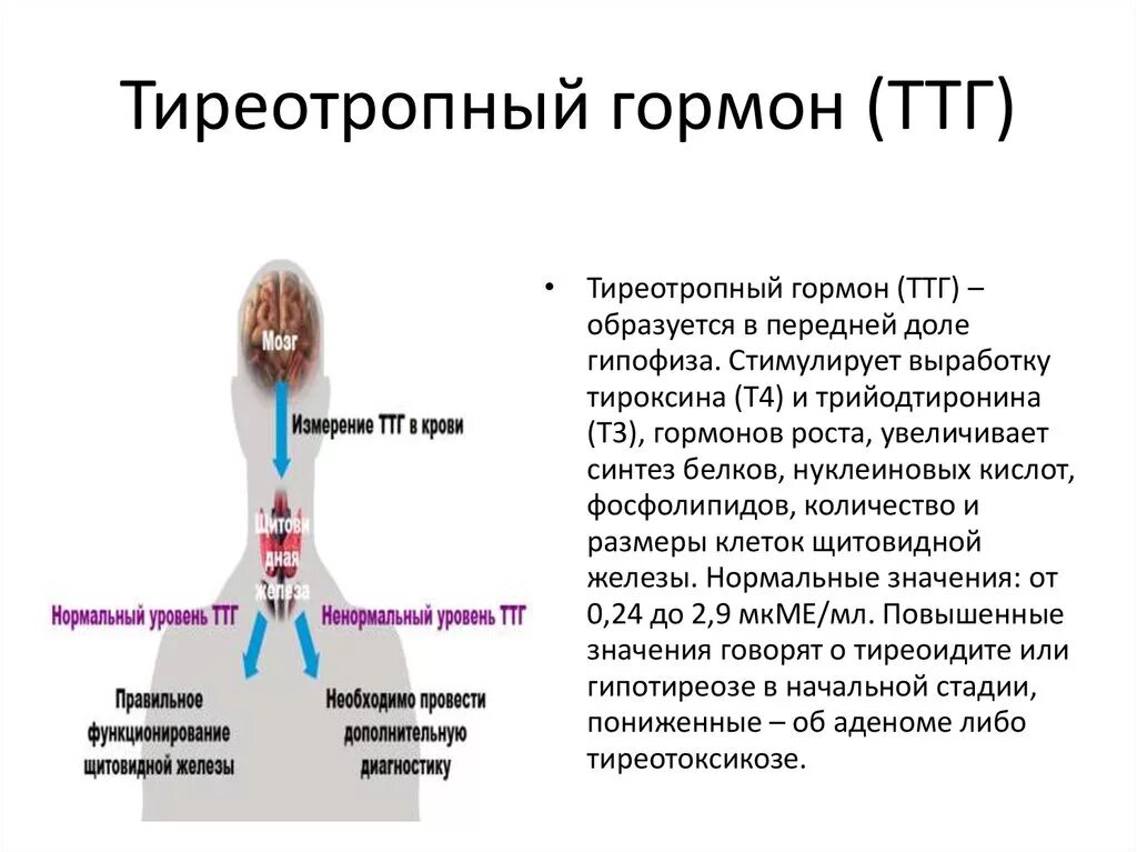 Какой гормон регулирует рост. ТТГ по химическому строению. Тиреотропный гормон. Тиреотропный гормон (ТТГ) синтезируется в. Гормоны влияющие на волосы у женщин.