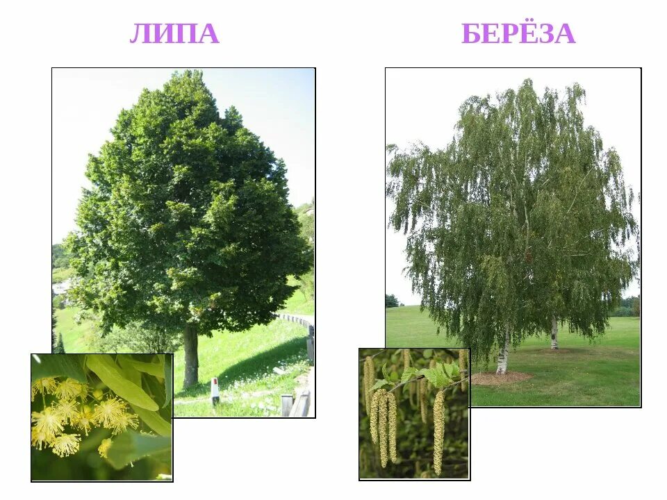 Липа хвойное. Береза, дуб, ясень, Ива, Тополь, липа, клен, рябина, осина. Ива, осина, липа, береза. Сосна, ель, дуб, липа, ясень, ольха, береза. Осина дуб липа береза Ива Тополь.