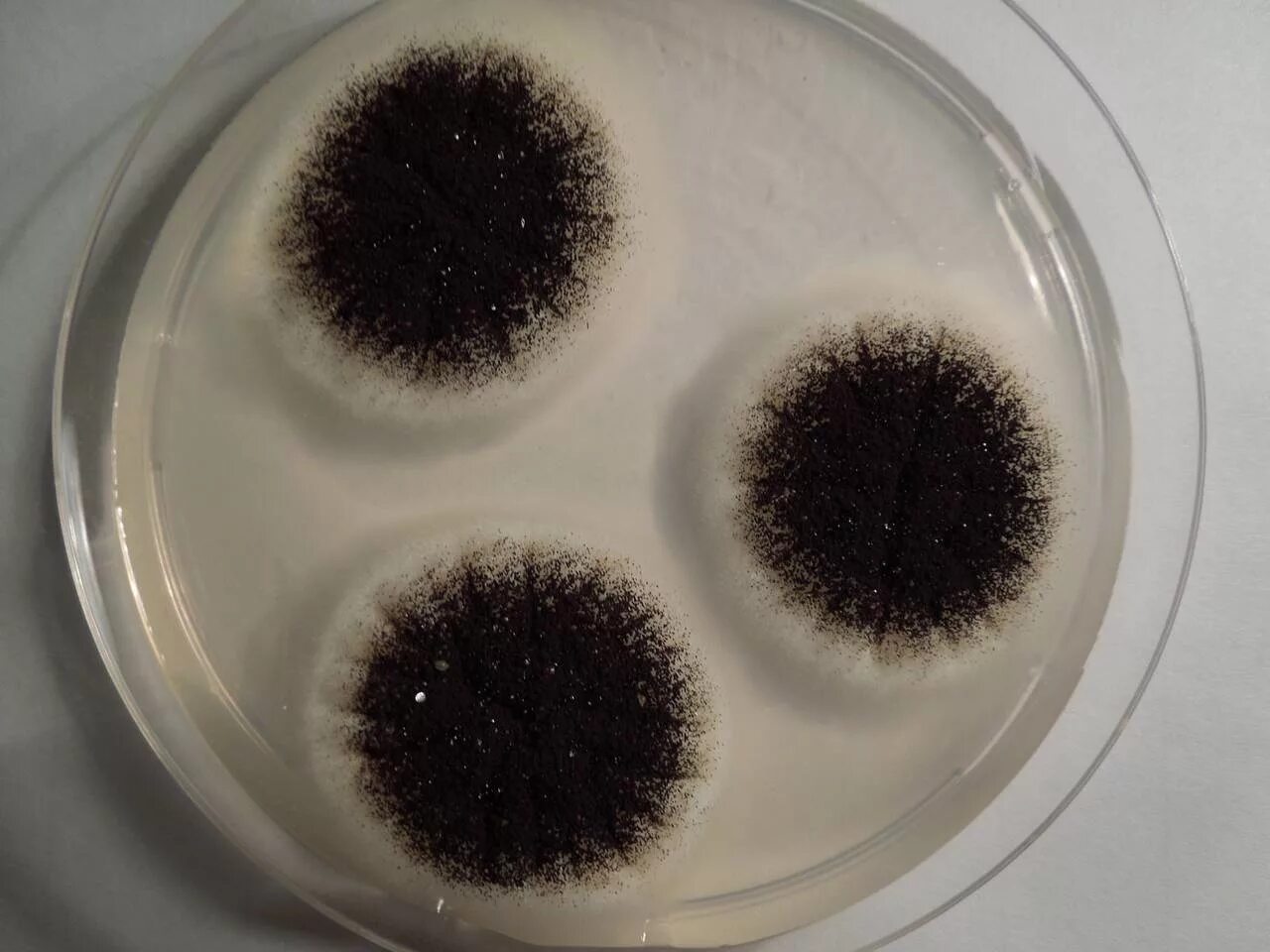 Плесневые грибы аспергиллус. Аспергиллус нигер. Черная плесень (Aspergillus Niger). Аспергиллус бразилиенсис. Плесень на семенах