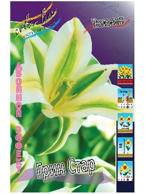 Грин стар арт. Тюльпан green star. тюльпан зеленоцветковый гринстар. тюльпан грин триумфатор. тюльпан green star (1шт.).