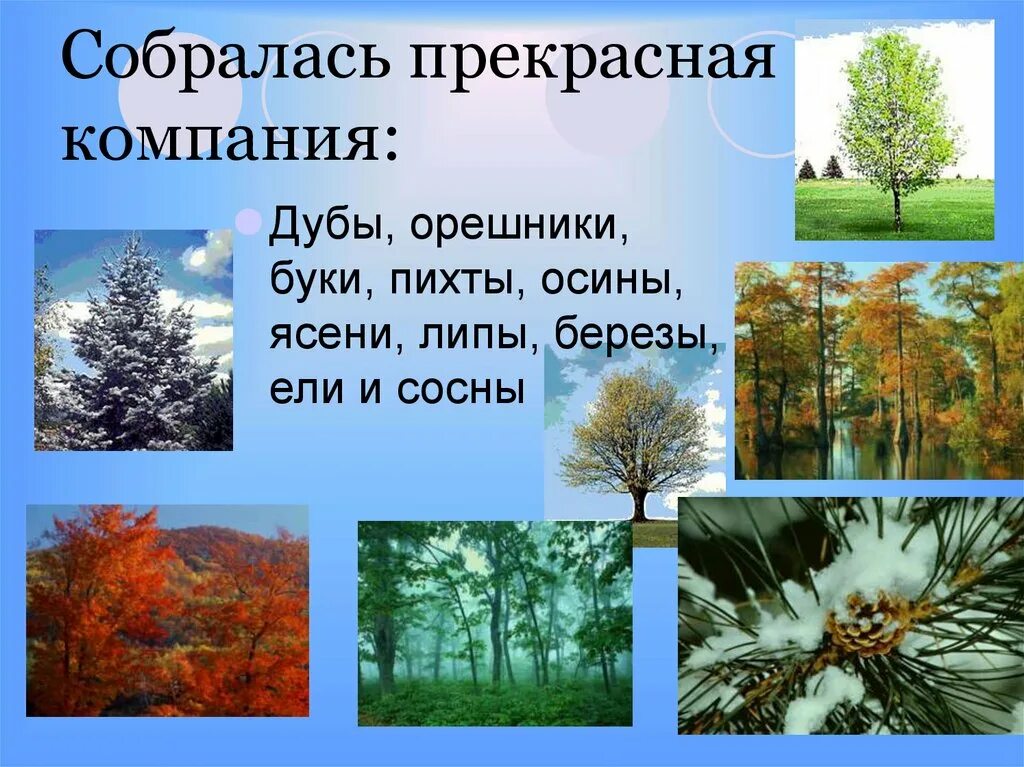 Деревья смешанных лесов. Растения смешанного леса. Деревья смешанных лесов России. Деревья смешанных лесов названия. Осина в какой природной зоне