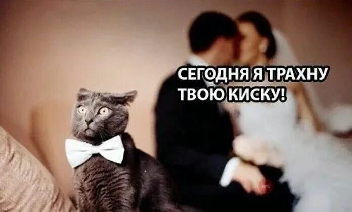 Кто женился на котах These cats!! Cute animals, Cute cats, Animals
