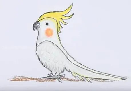 Как нарисовать кореллу