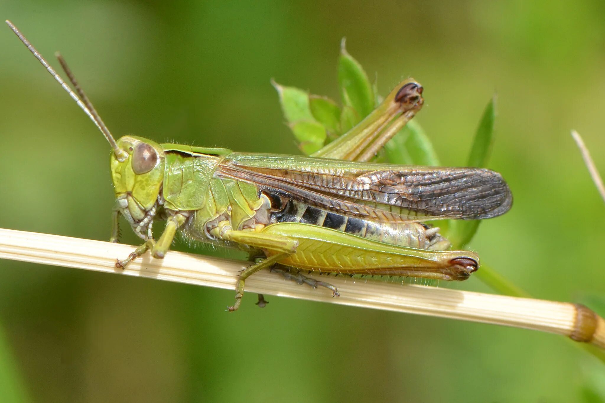 На головном отделе насекомых отряда прямокрылых. Ordo Прямокрылые - Orthoptera:. Прямокрылые Кузнечики. Прыгунчики Прямокрылые. Саранча кобылка.