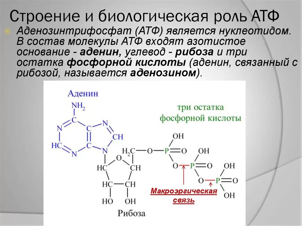 Функции атф. Молекула АТФ строение азотистые основания. Химическая структура АТФ. Биологическая роль АТФ биохимия. Структурная формула АТФ биохимия.