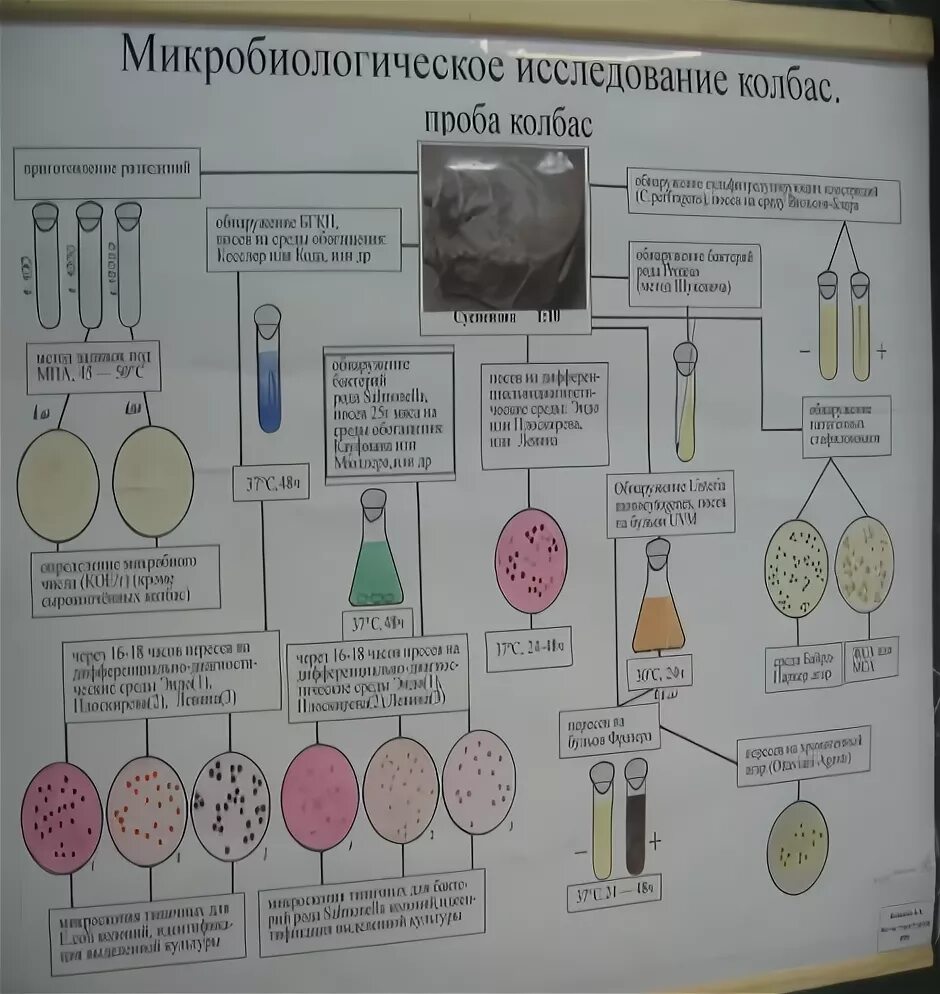 Схема санитарно-микробиологического исследования почвы. Микробиологическое исследование мяса схема. Микробиологическое исследование почвы титрационный метод. Схема санитарно-бактериологические исследования почвы. Микробиологический анализ питьевой воды санитарный